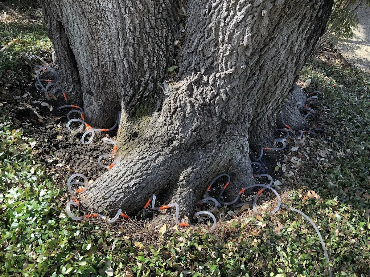 Detailed Tree Cabling and Bracing job site in Gladstone